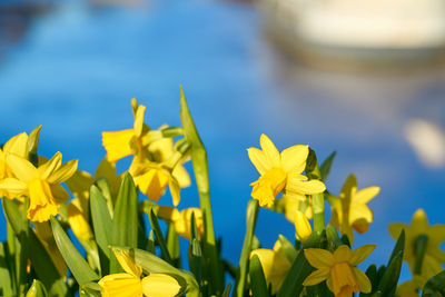 Close-up of yellow flowering plant on field