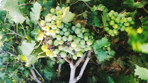 Close-up of grapes growing in vineyard