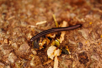 Close-up of insect on rock