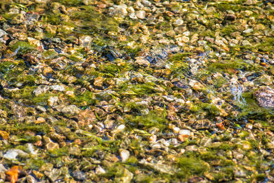High angle view of leaves floating on water