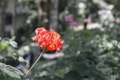 Close-up of red rose flower