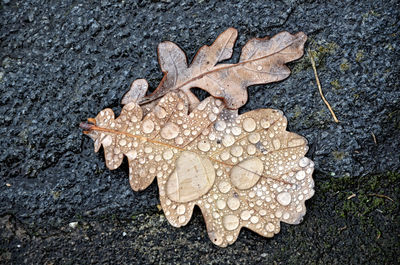 Close-up of leaf in water