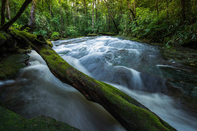 Scenic view of waterfall in forest
