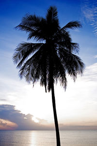 Silhouette palm tree by sea against sky