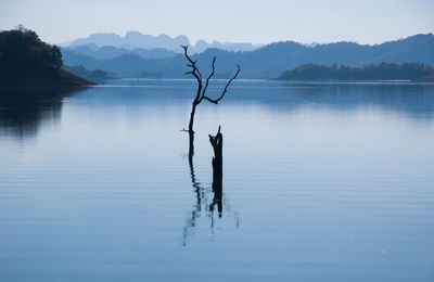 Dead plants in lake against sky