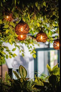 Close-up of illuminated lanterns hanging on tree