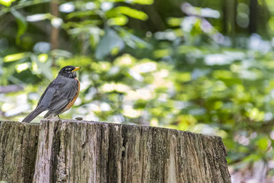 Bird perching on wooden post