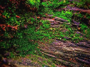 High angle view of trees growing on field