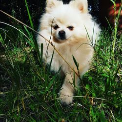 Portrait of dog on field