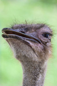 Close-up of a bird