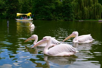 Pelicans swimming in lake