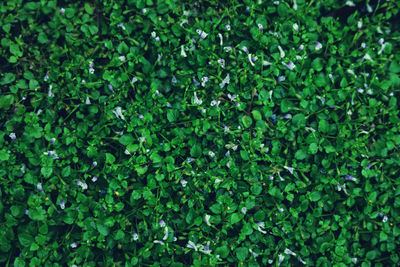 Full frame shot of fresh green plants