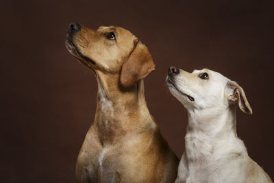 Dogs against white background