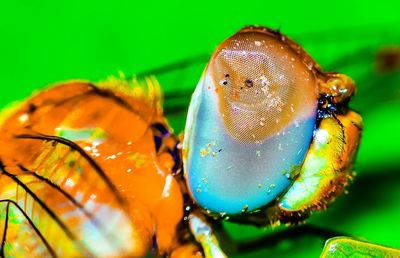 Close-up of insect on leaf