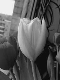 Close-up of flowers