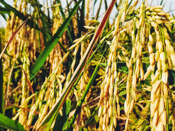 Close-up of crops growing on field