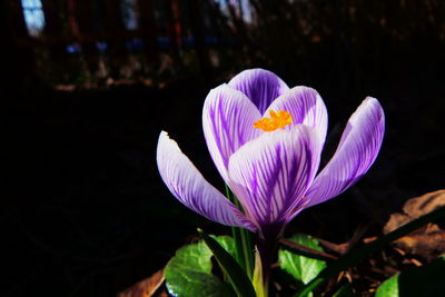 Close-up of purple crocus flowers on land