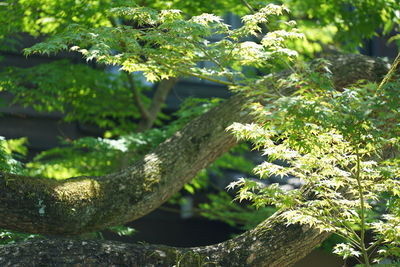 Close up of tree