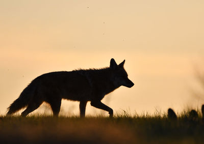 Side view of silhouette coyote on field against sky during sunset
