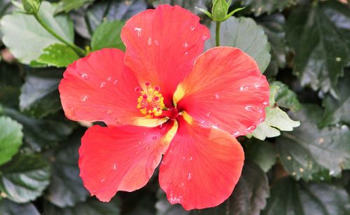 Close-up of fresh red flower