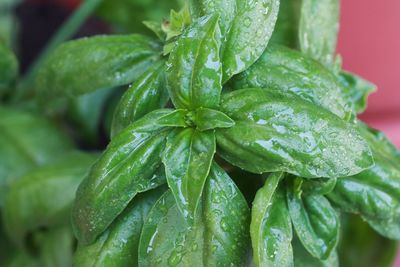 Close-up of wet leaves on plant during rainy season