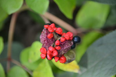 Close-up of red seeds growing on plant