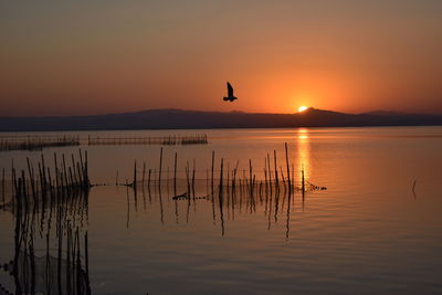 Silhouette bird flying over sea against sky during sunset