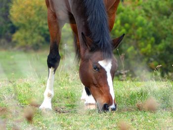 Close-up of horse grazing on field