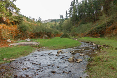 Scenic view of stream flowing amidst trees in forest against sky