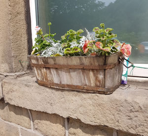 Close-up of potted plant against wall