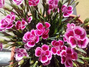 Close-up of pink flowering plants