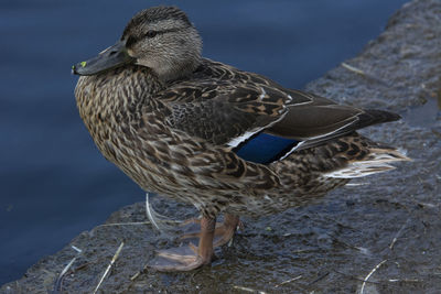 Close-up of bird on rock by sea