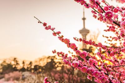 Close-up of pink cherry blossoms blooming against sky at gulin park