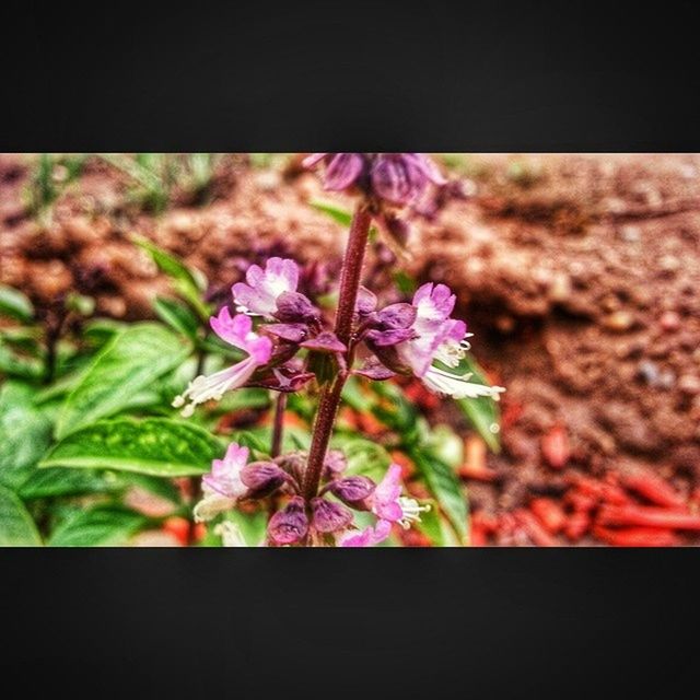 flower, freshness, growth, fragility, beauty in nature, transfer print, close-up, nature, leaf, plant, petal, purple, focus on foreground, auto post production filter, stem, pink color, flower head, selective focus, botany, blooming