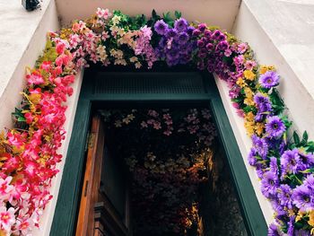 Potted plants on window sill