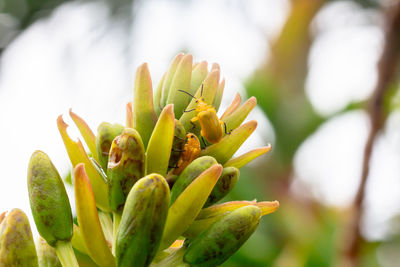 Close-up of succulent plant