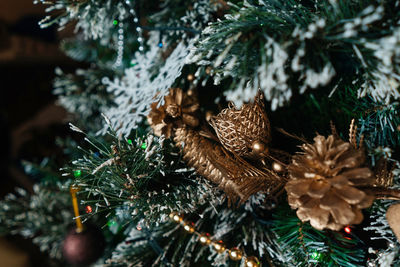 Close-up of christmas tree