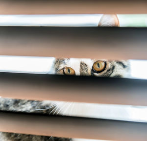 Close-up of cat peeking through blinds