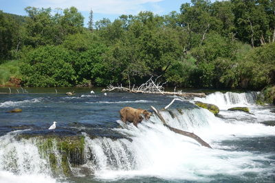 Scenic view of waterfall