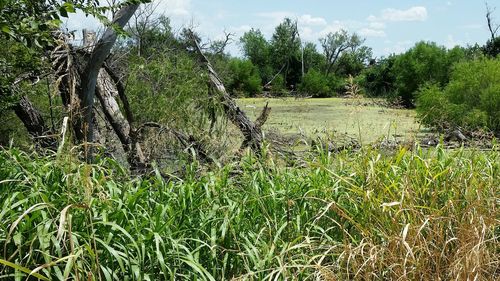 Trees growing on landscape