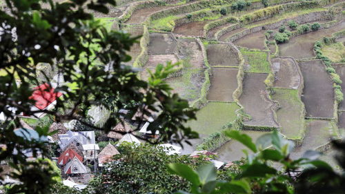 High angle view of flowering plants and trees