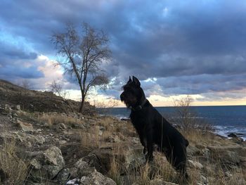 Dog standing on land against sky