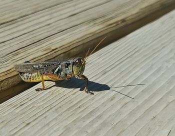 High angle view of insect on wooden plank
