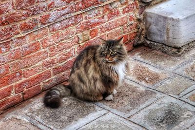 Cat sitting on wall