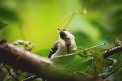 Close-up of bird perching on tree