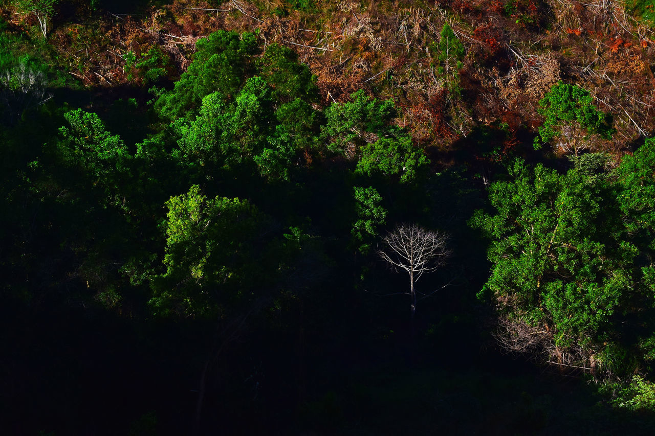 VIEW OF GIRAFFE IN FOREST