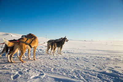 A beautiful husky dog team pulling a sled in beautiful norway morning scenery. 