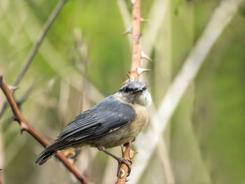 Close-up of bird perching on plant