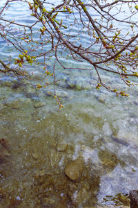Full frame shot of tree by lake