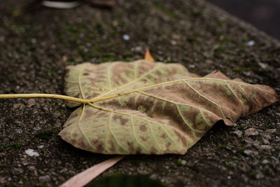 Close-up of dry leaf on autumn leaves